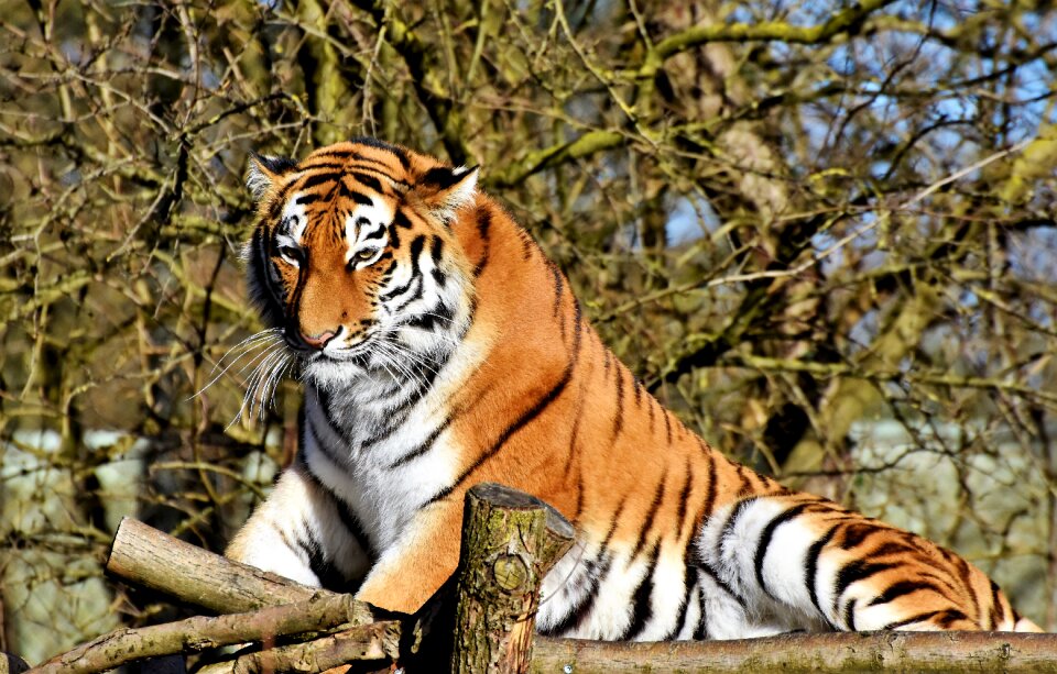 Wildcat dangerous noble