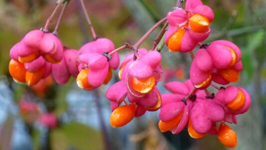 Orange bush autumn photo