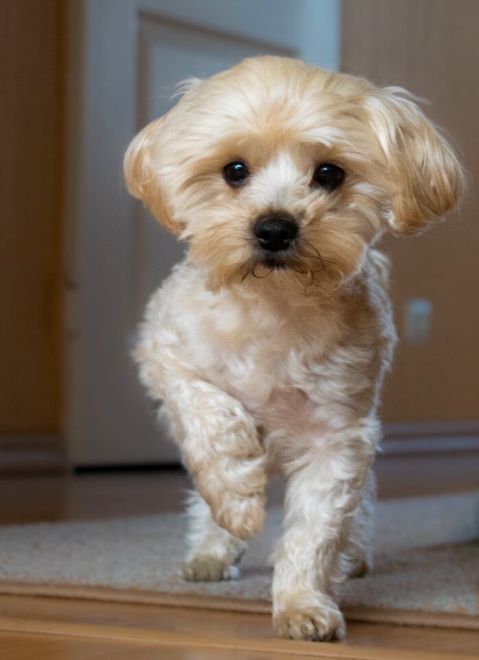 Animals national dog