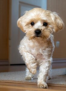 Animals national dog