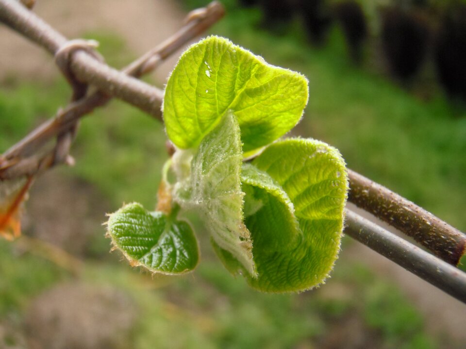 Actinidia vegetable fruit