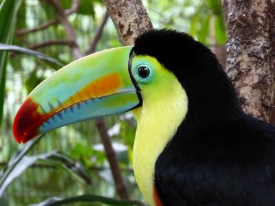 Colorful tropical bird bird photo