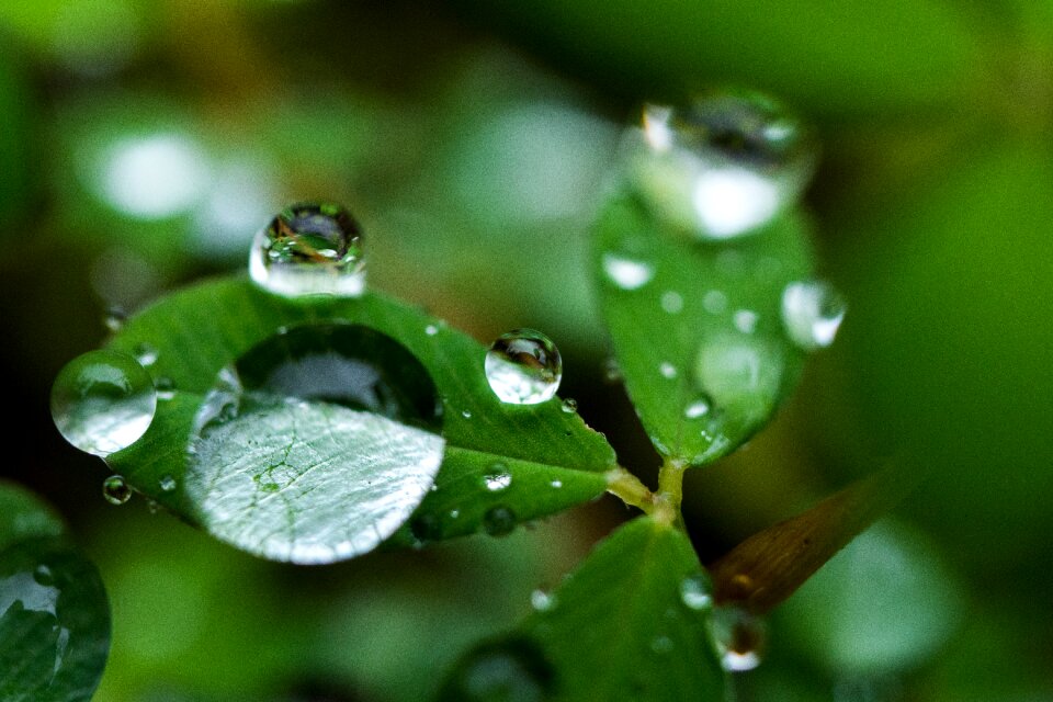 Nature garden wet