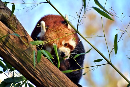 Panda bear mammal wild animal photo