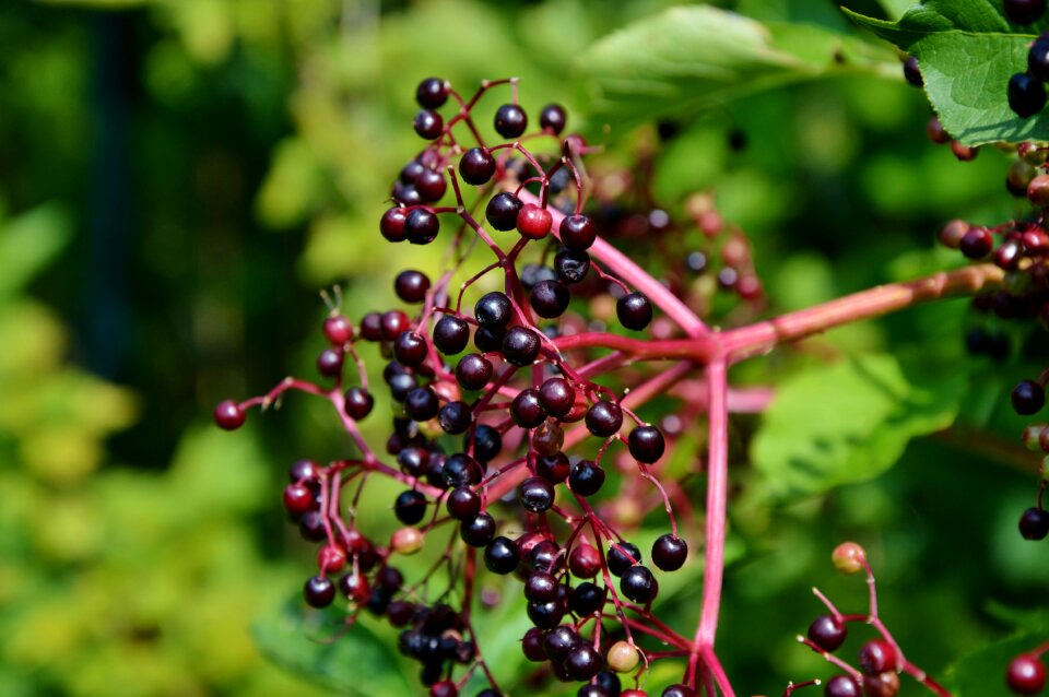 Holder bush berries bush