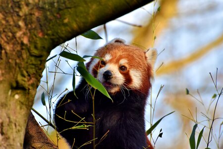 Bear mammal cute photo