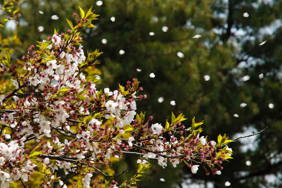 Nature flowers quarter