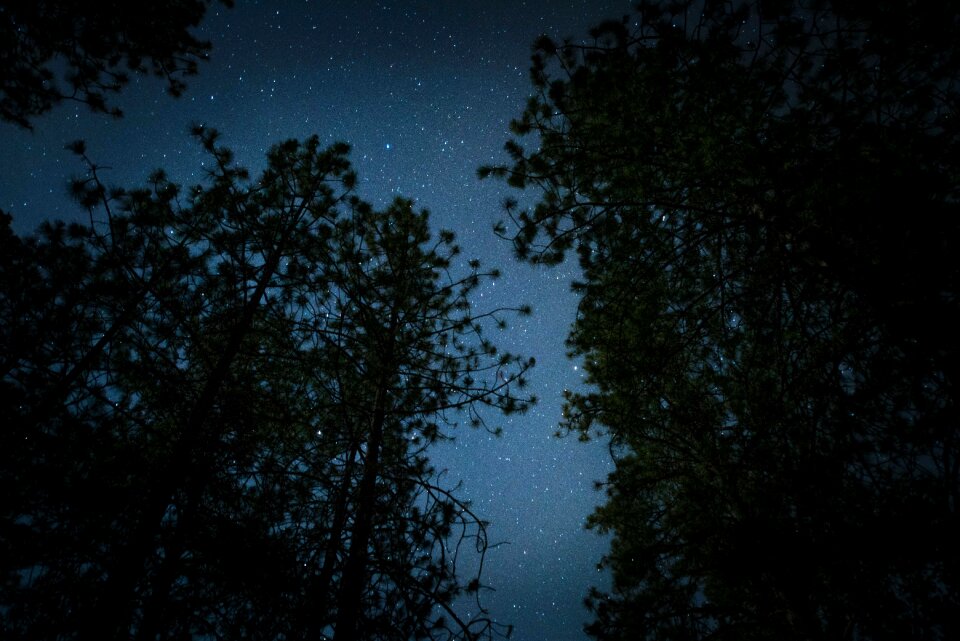 Trees stargazing camping