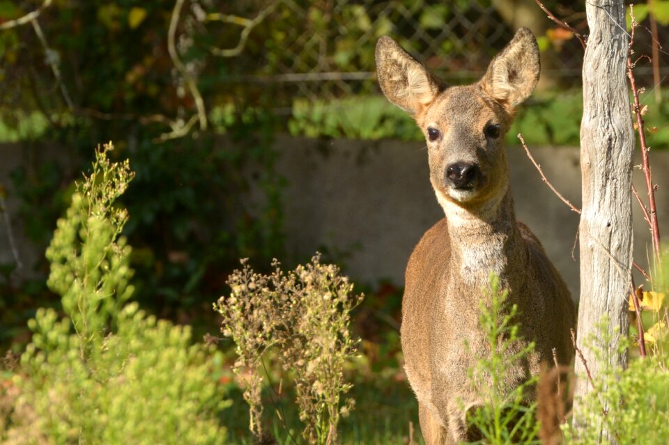 Garden forest fauna