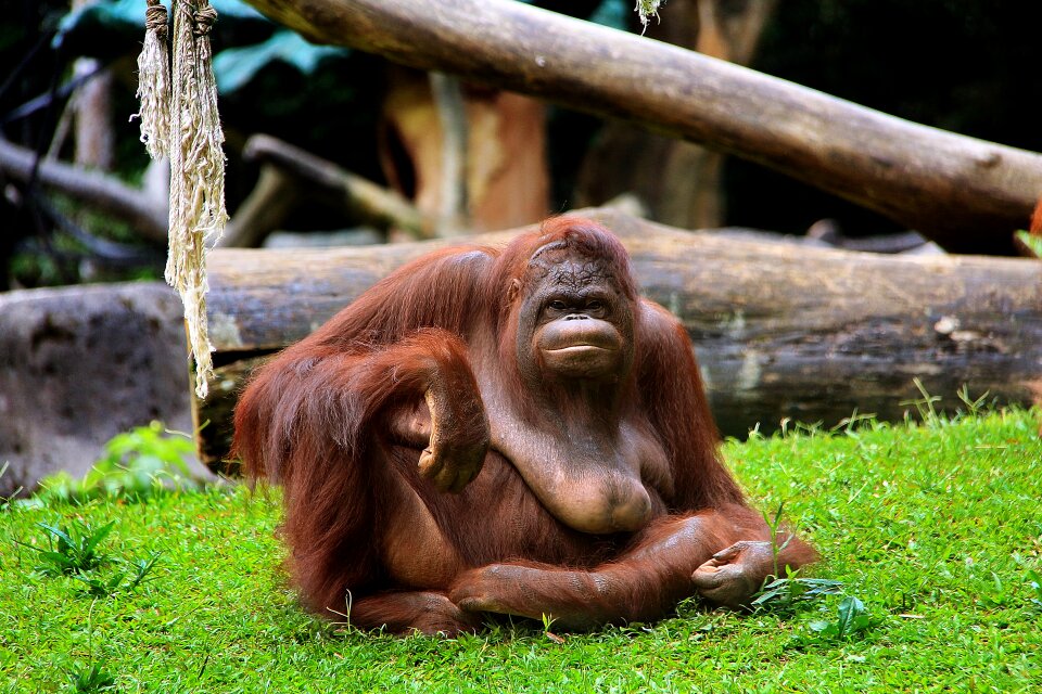 Jungle wood wildlife