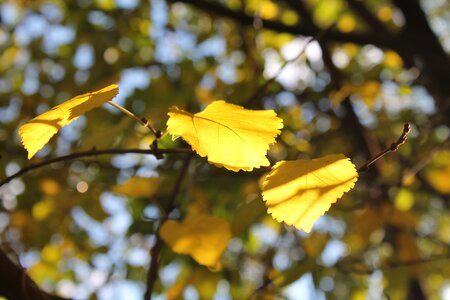Leaf yellow tree photo