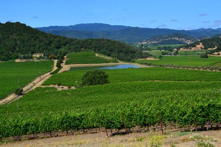 Winery wines california
