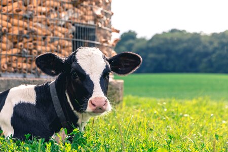 Dairy livestock farming