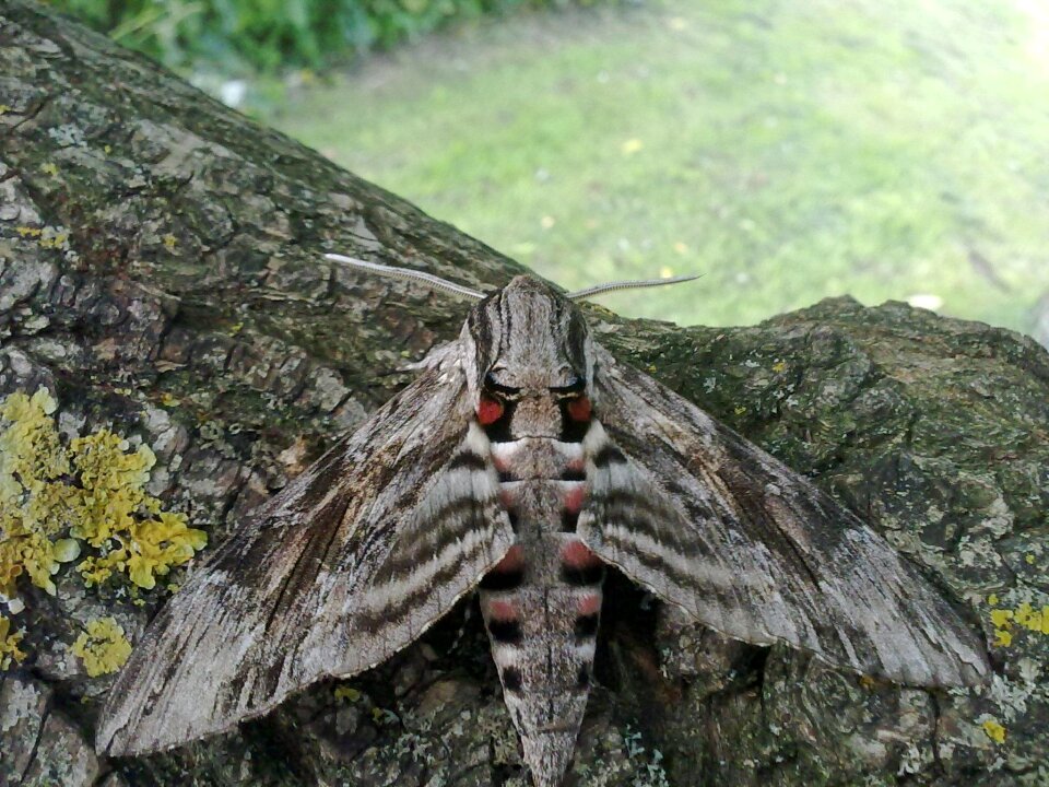 Butterfly insect close up