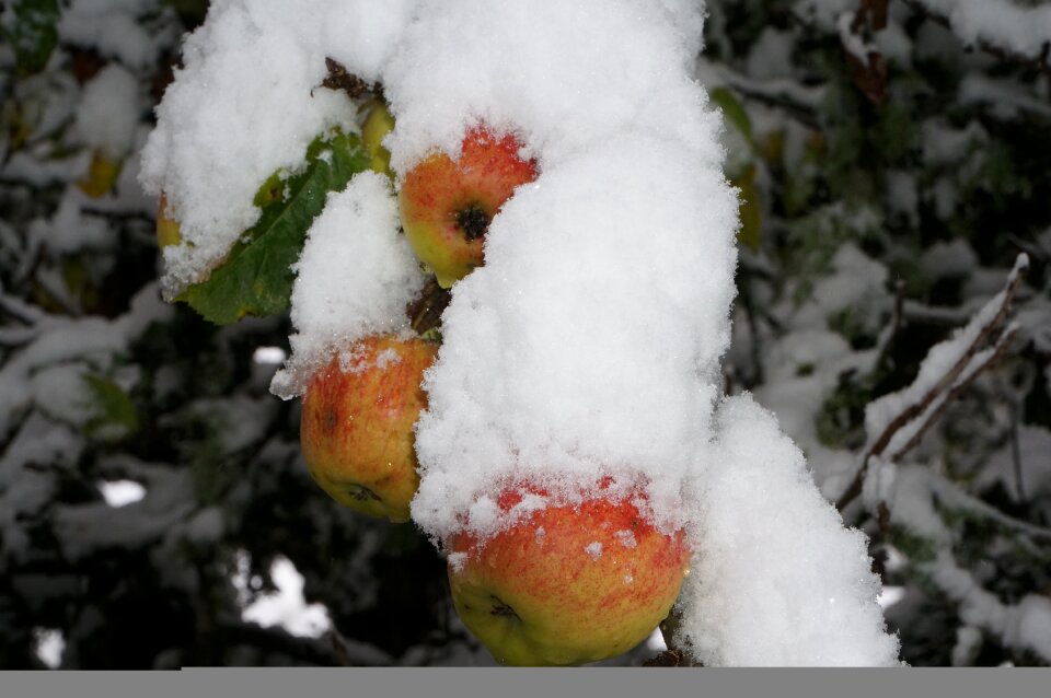 Snow outdoors apple