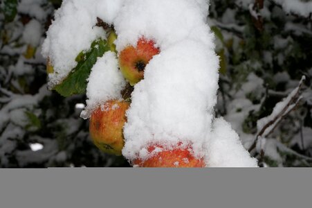 Snow outdoors apple