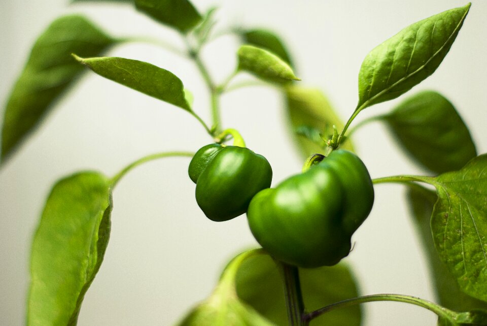 Leaves peppers vegetables