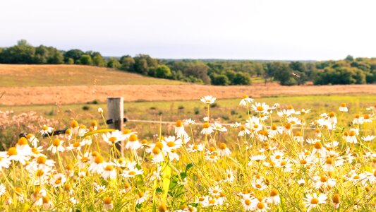 Nature spring summer