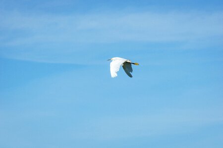 Wings blue sky