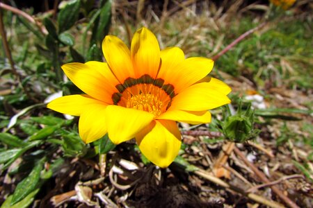 Wild plant fresh