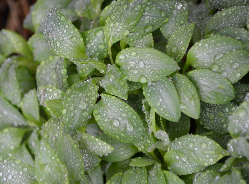 Drops of water water droplets nature