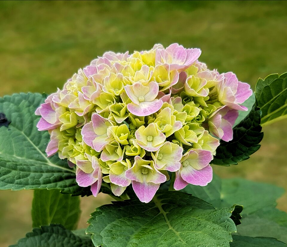 Hydrangea garden nature