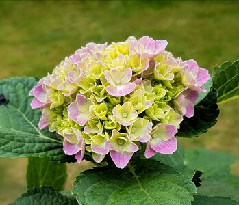 Hydrangea garden nature