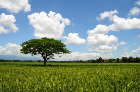 View the tree the sky photo