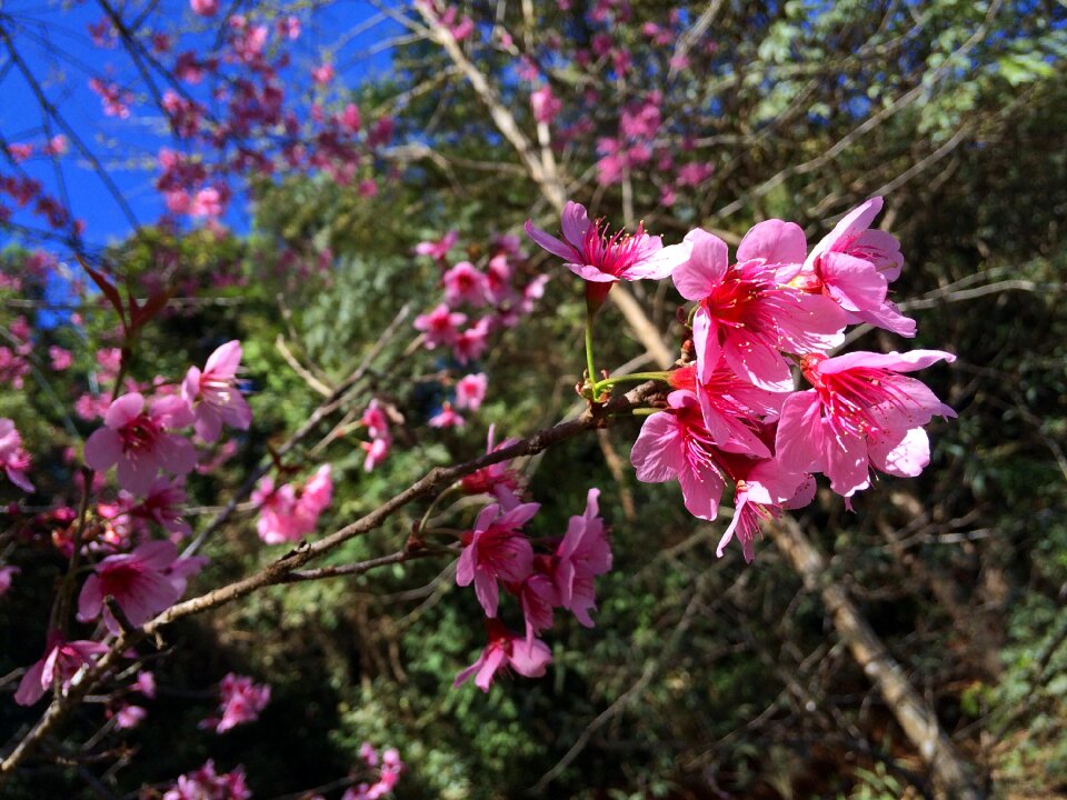 Pink nature colorful