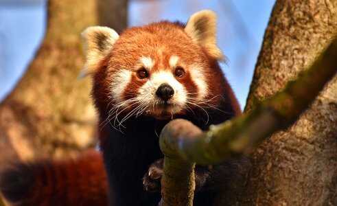 Ailurus fulgens predator mammal