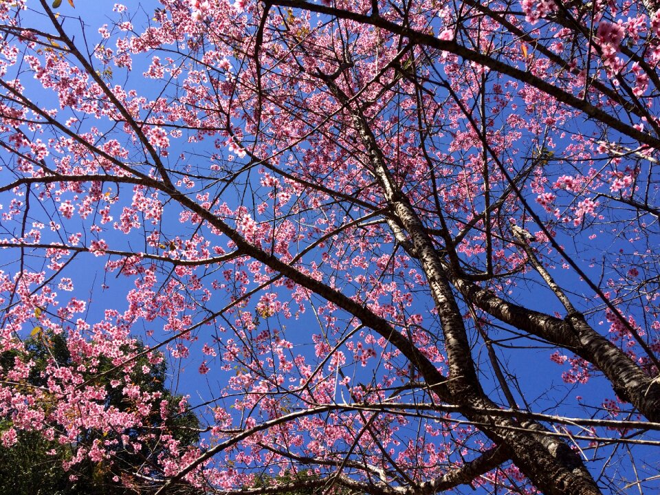 Pink nature colorful