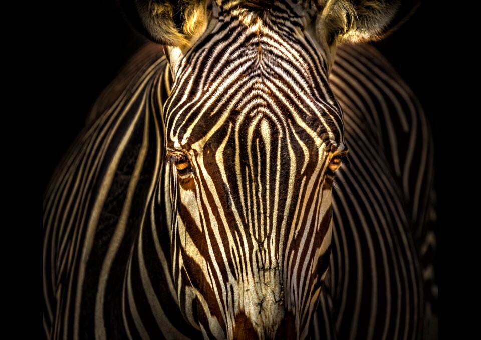 No person zebra animal