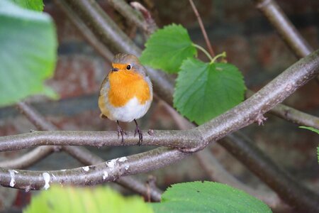 Songbird close up bird