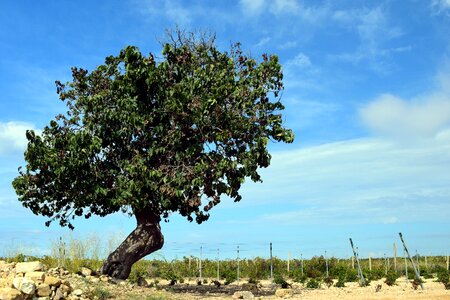 Old tree nature wood photo