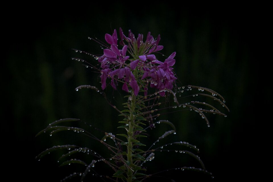 Bloom garden plant