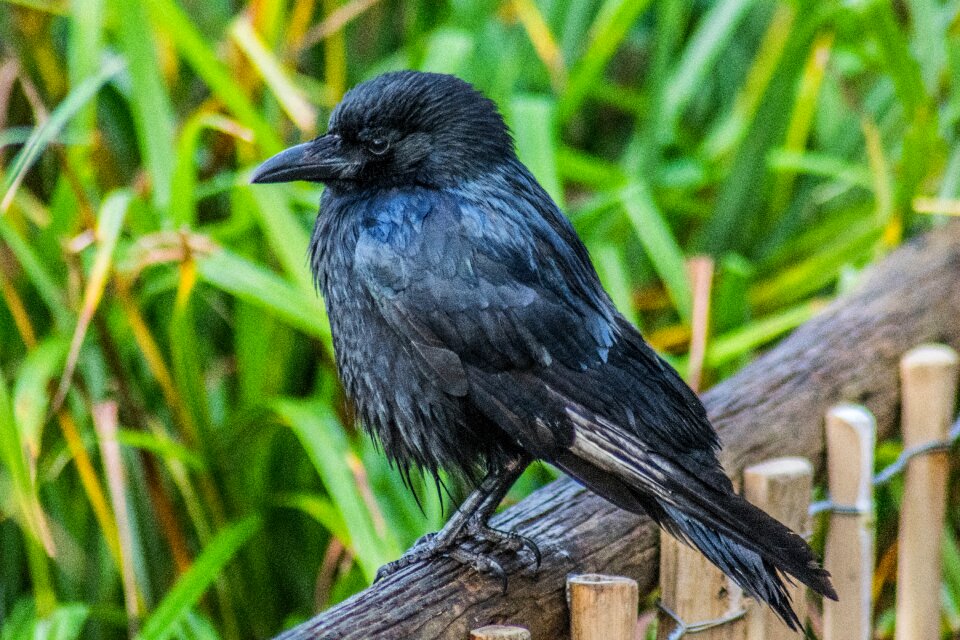 Wing animal crow