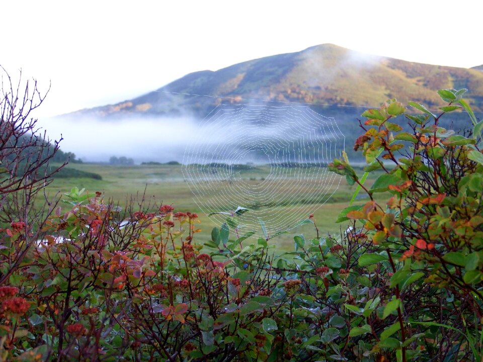 Fog forest grass