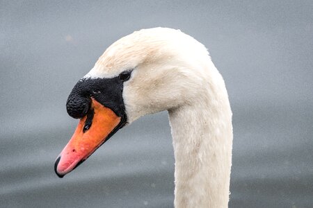 Bird beak neck