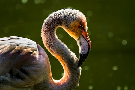 Beak animal nature
