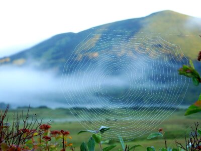 Fog forest grass