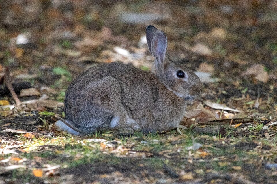 Outdoors animal little