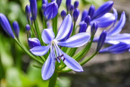 Summer leaf floral photo