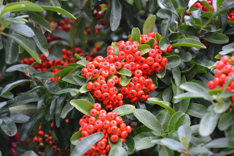 Botany red nature
