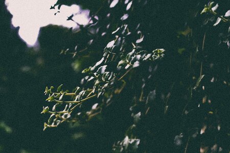 Stem leaf dark