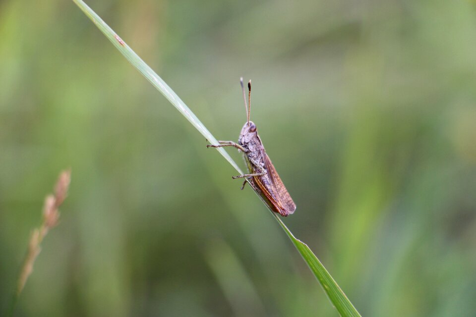 Animal meadow grass