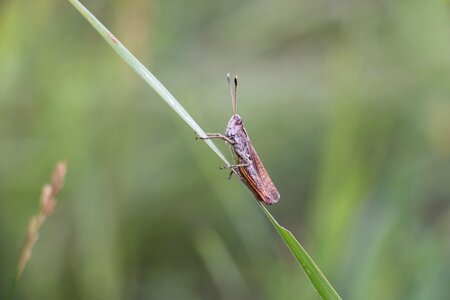 Animal meadow grass