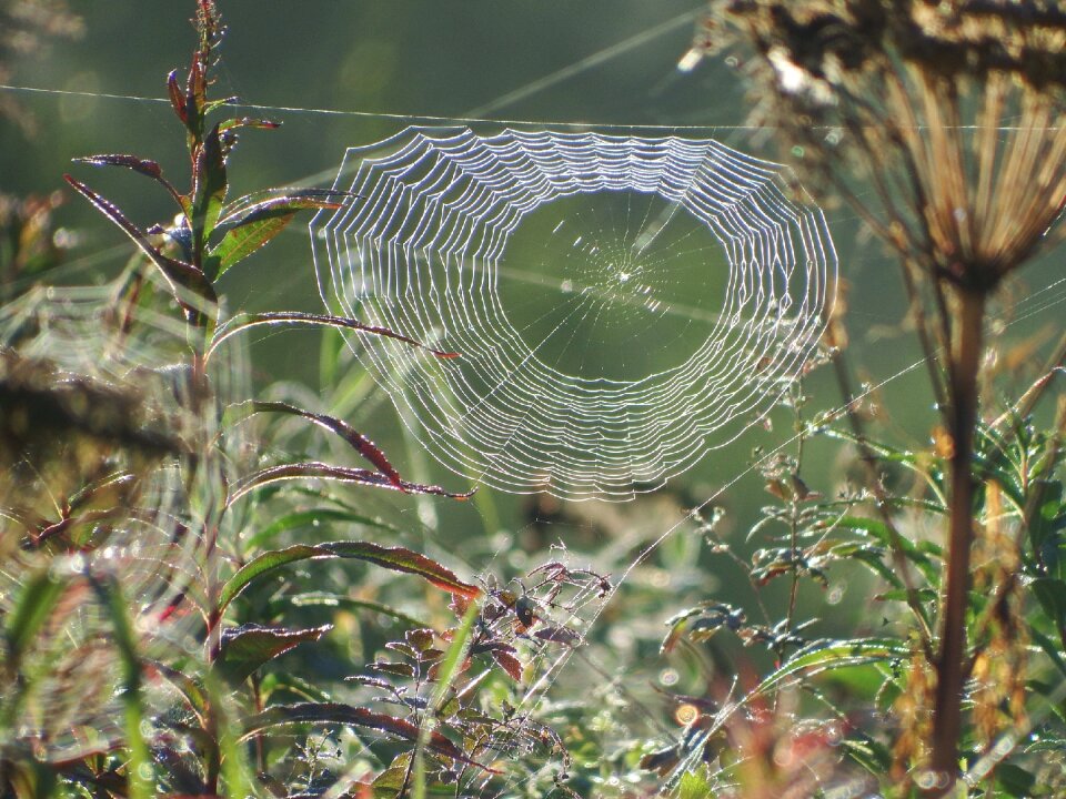 The bushes web indian summer