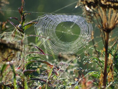 The bushes web indian summer