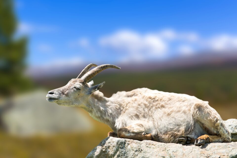Goat stone zoo