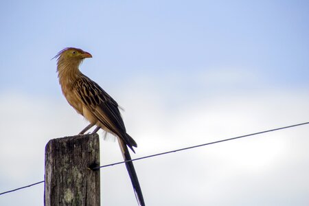 Wildlife anu-white bird